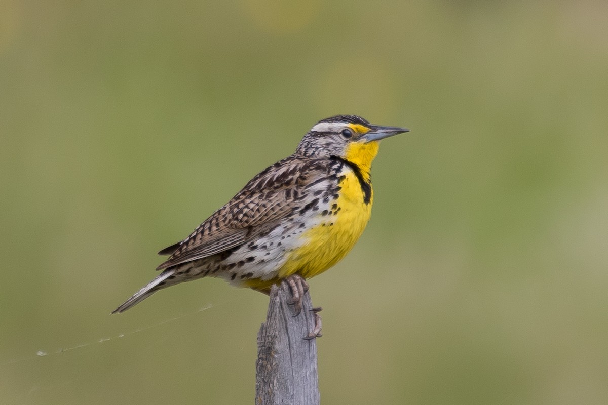 Western Meadowlark - ML589229831