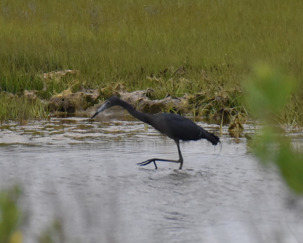 Little Blue Heron - Kevin Barnes