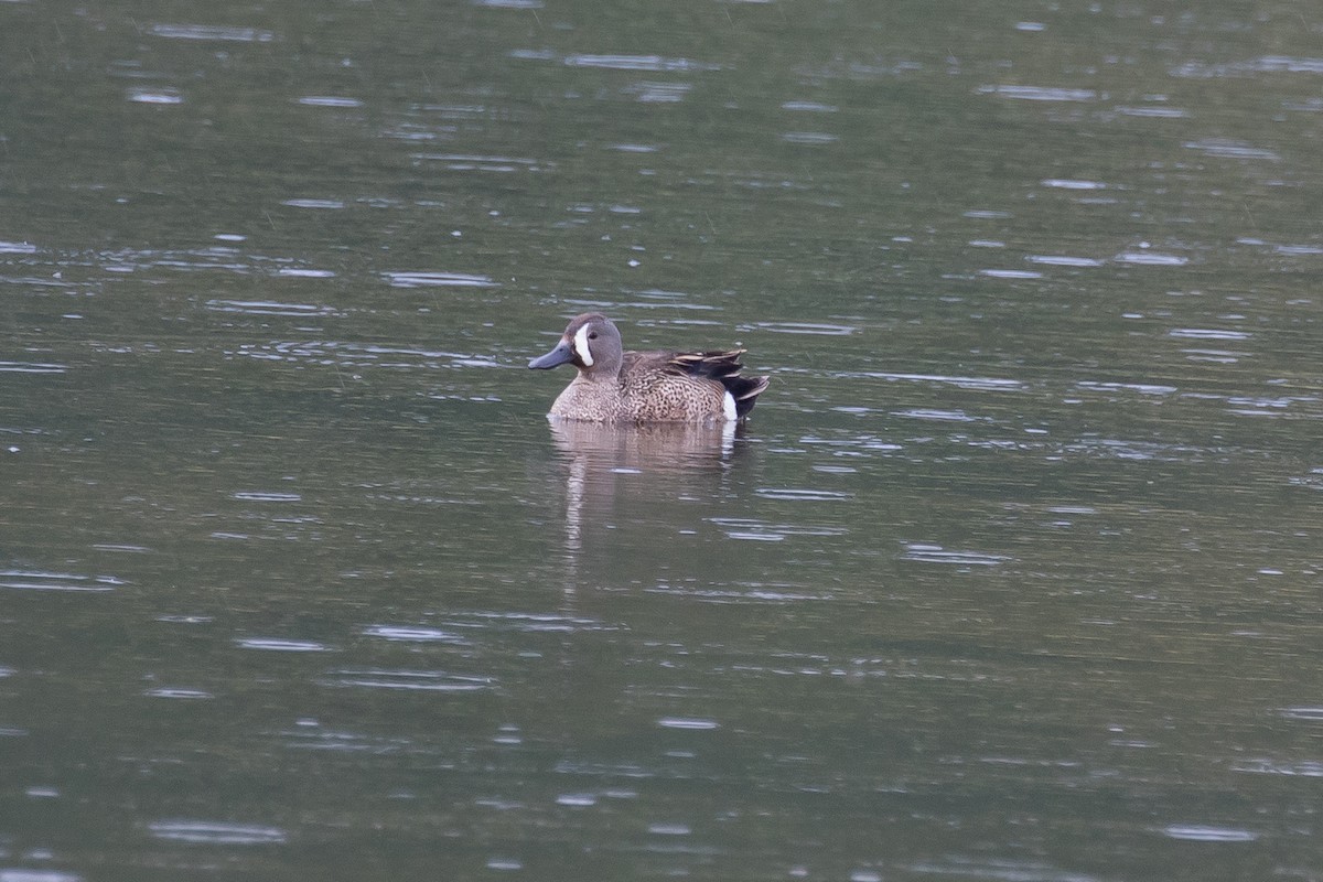 Blue-winged Teal - ML589229921