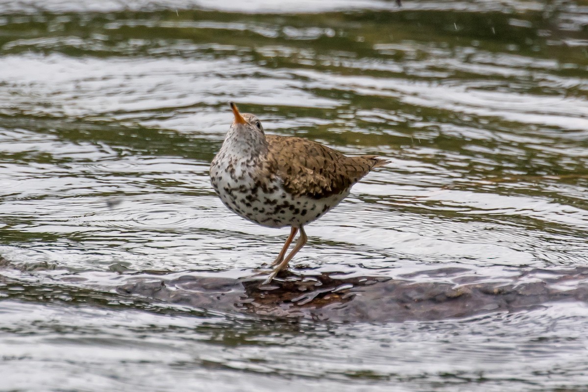 Spotted Sandpiper - ML589230781