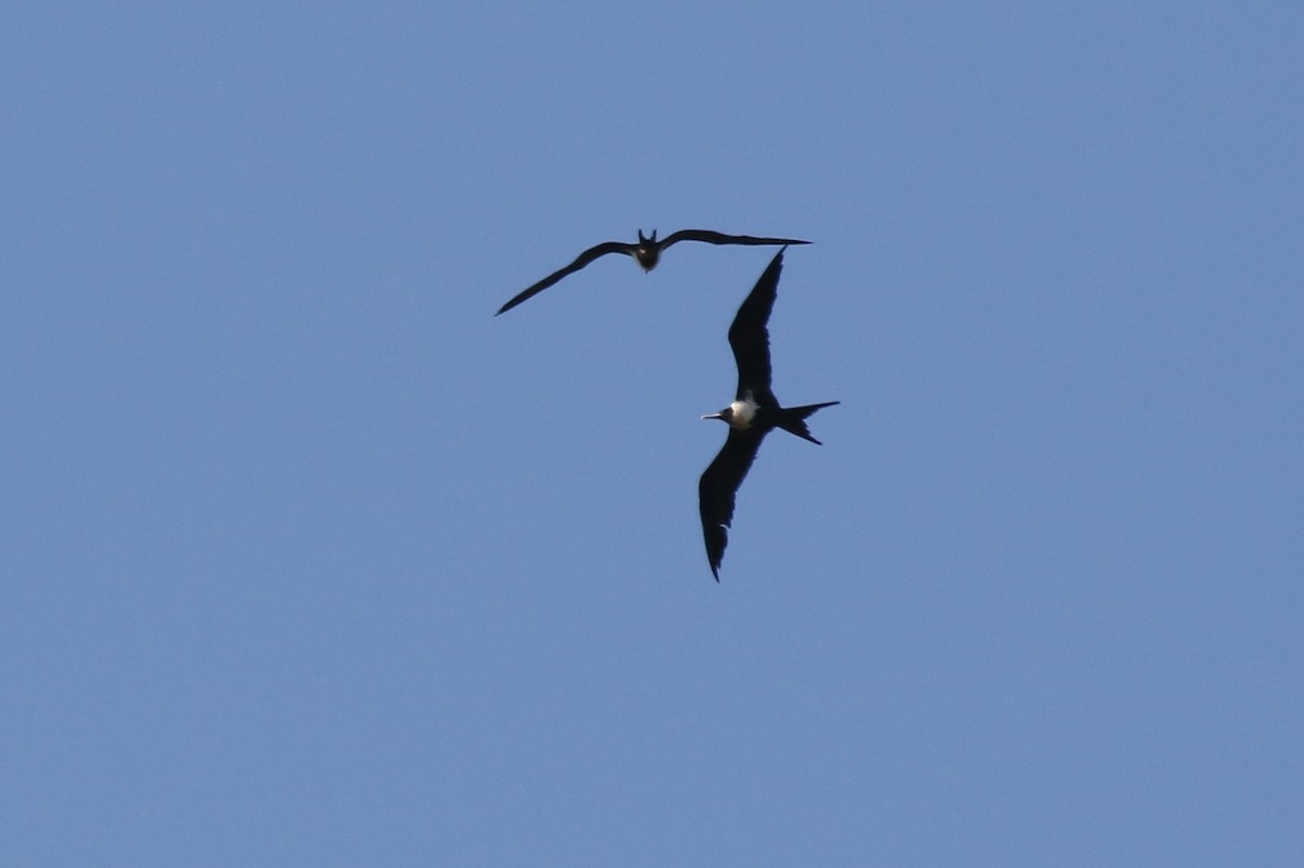 Lesser Frigatebird - ML589230801