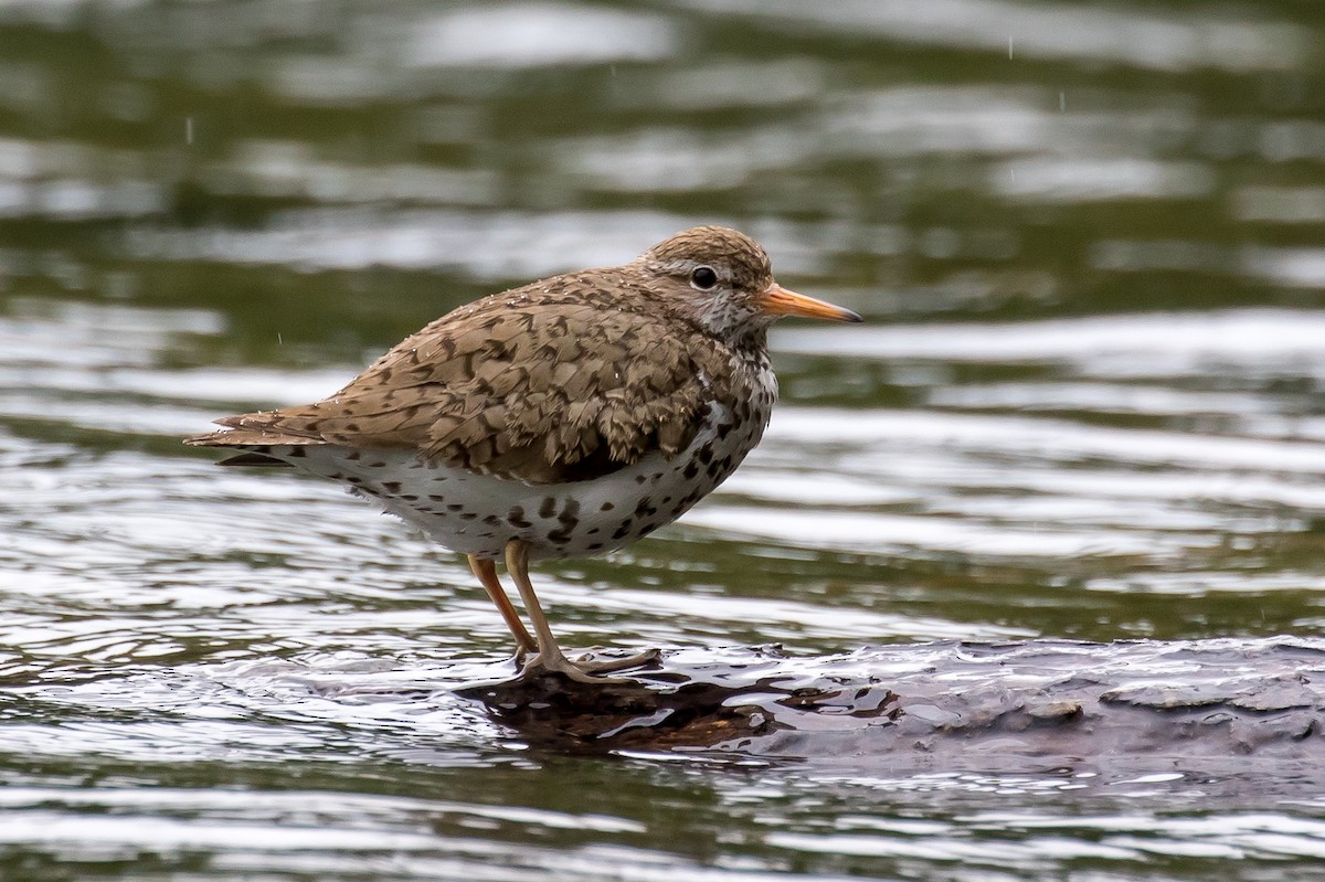 Spotted Sandpiper - Ian Burgess