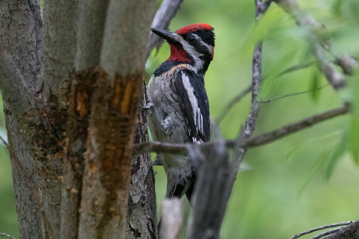 Red-naped Sapsucker - ML589230891