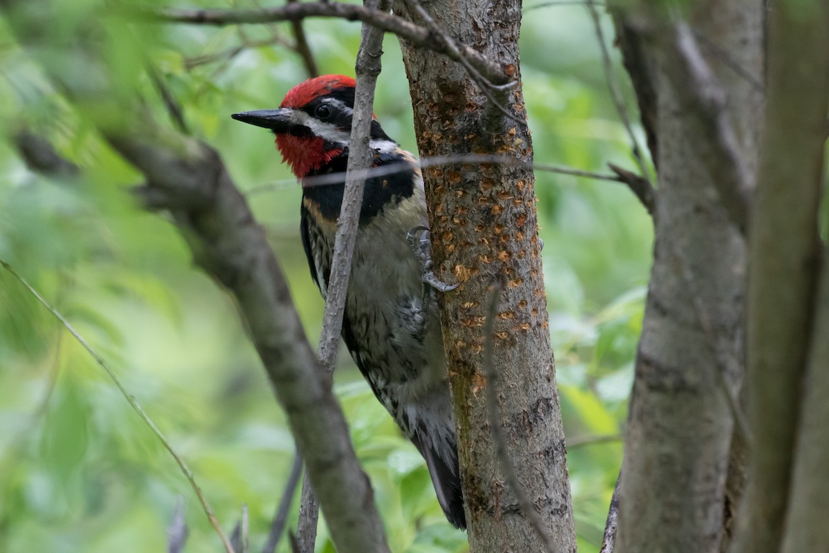 Red-naped Sapsucker - ML589230951
