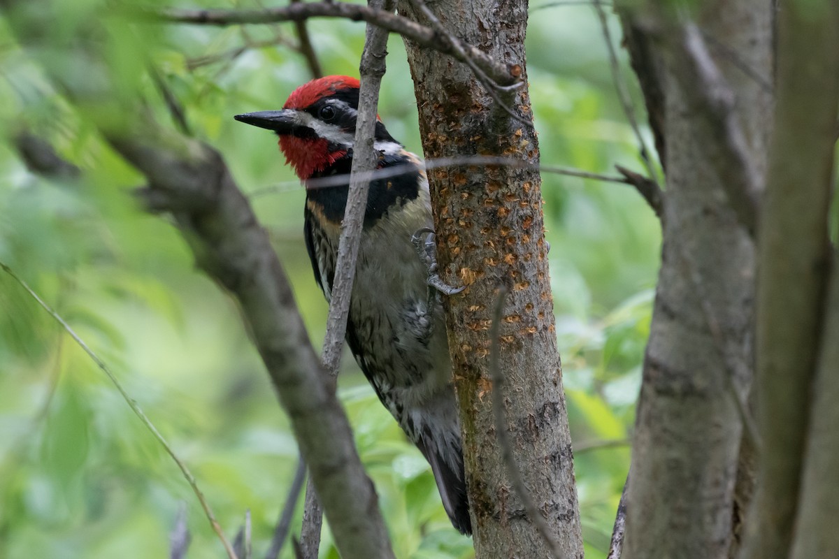 Red-naped Sapsucker - Ian Burgess