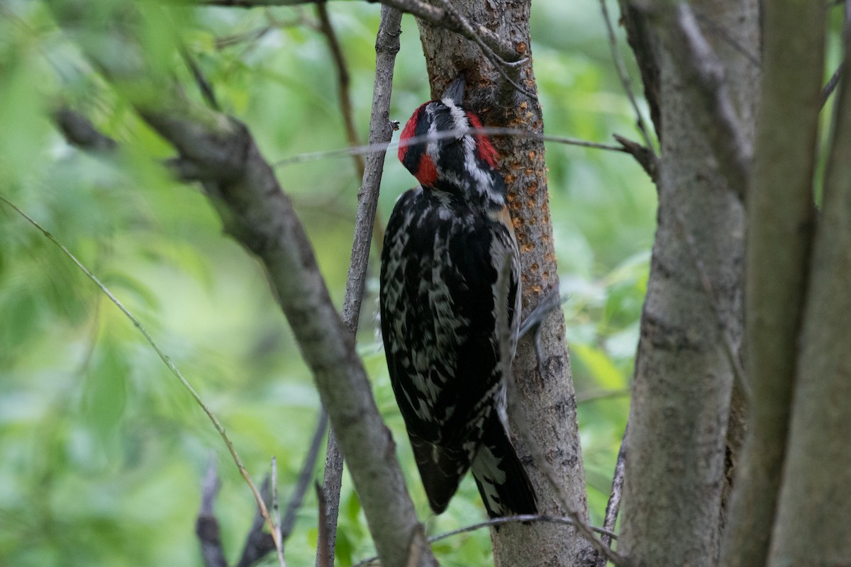 Red-naped Sapsucker - ML589231211