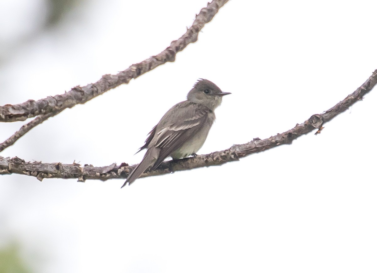 Western Wood-Pewee - ML589231361