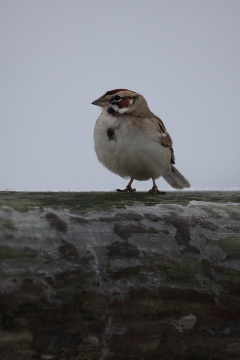 Lark Sparrow - ML589232091