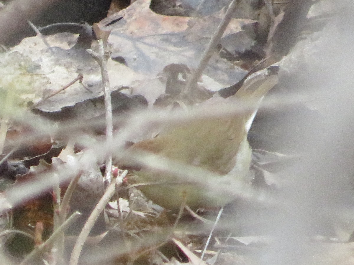 Swainson's Warbler - ML589232621