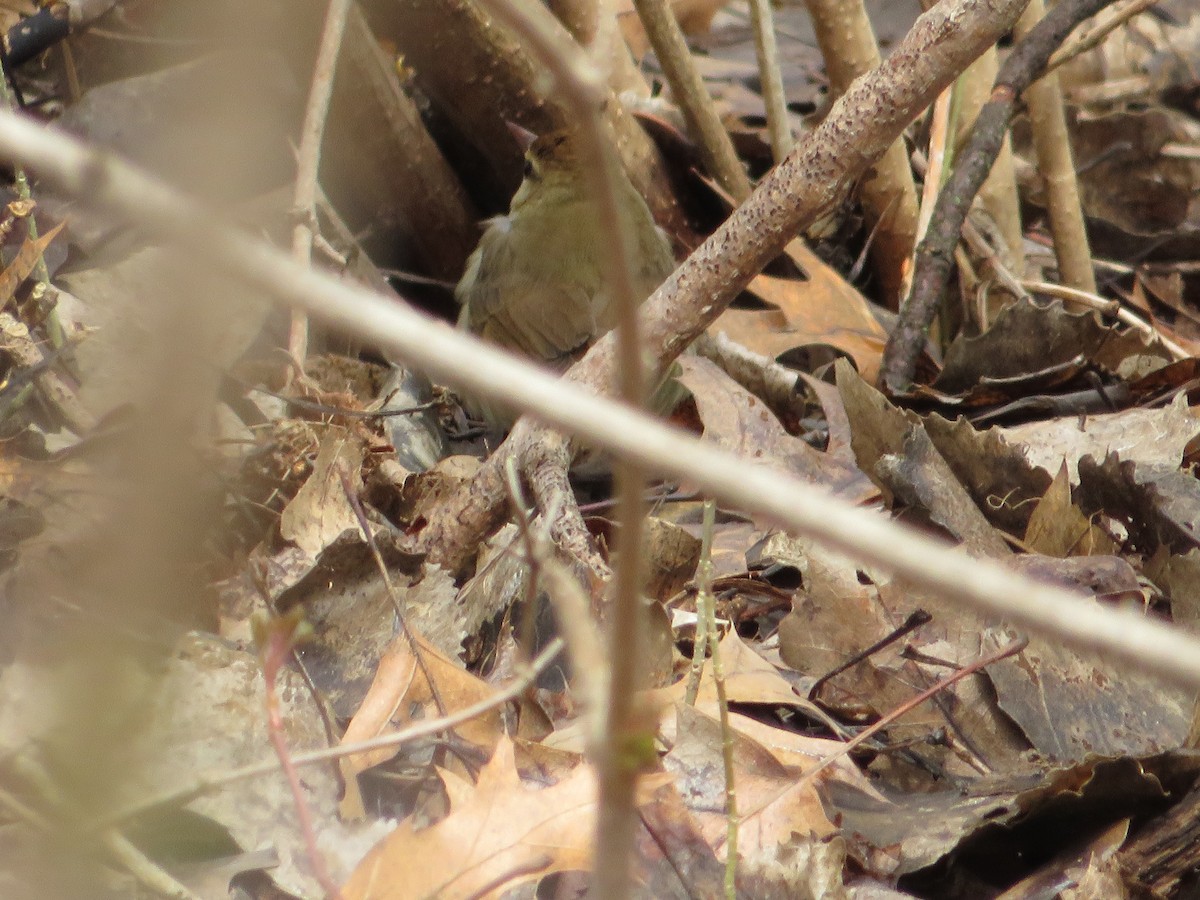 Swainson's Warbler - ML589232631
