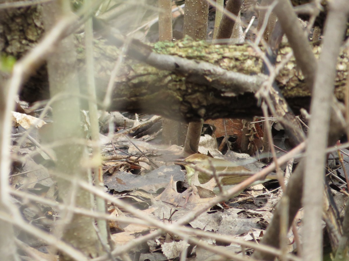 Swainson's Warbler - ML589232641