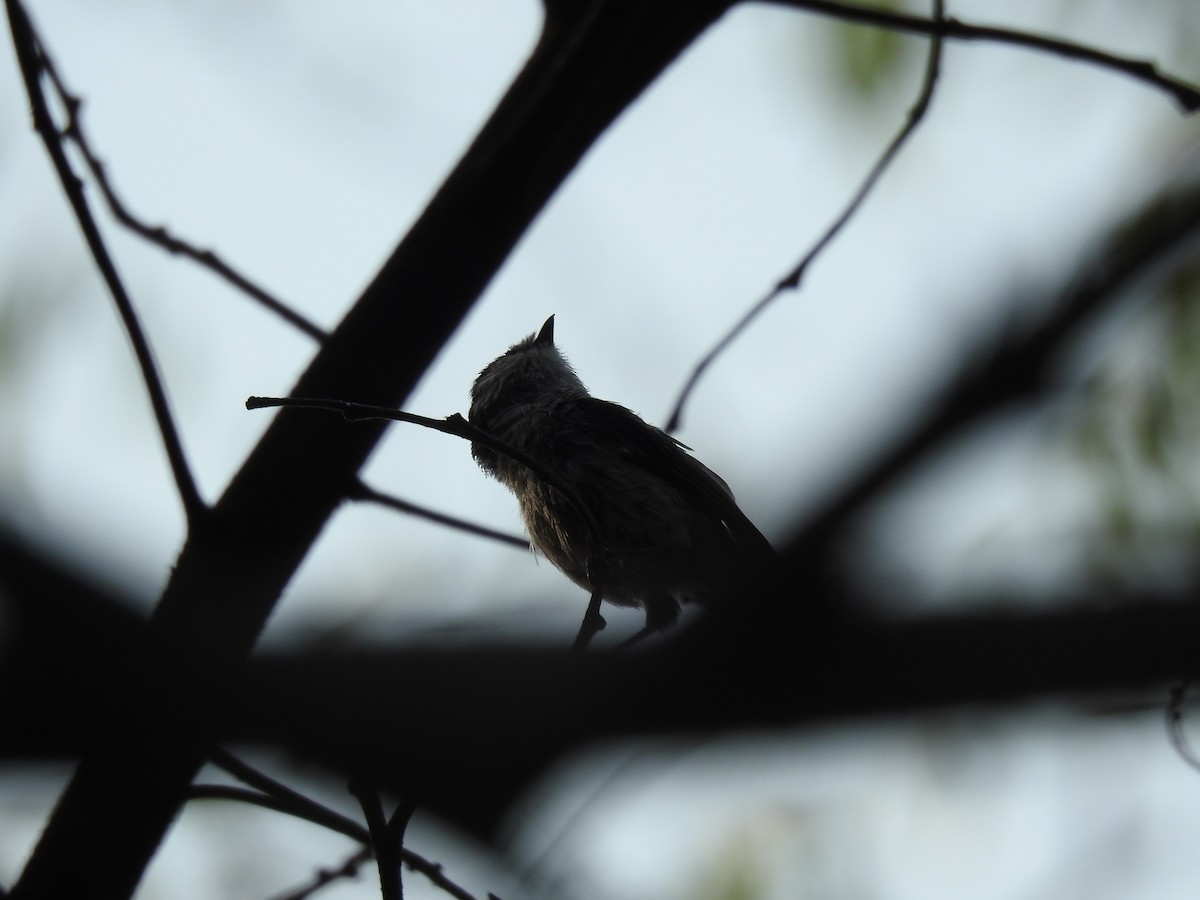 Long-tailed Tit - ML589232681