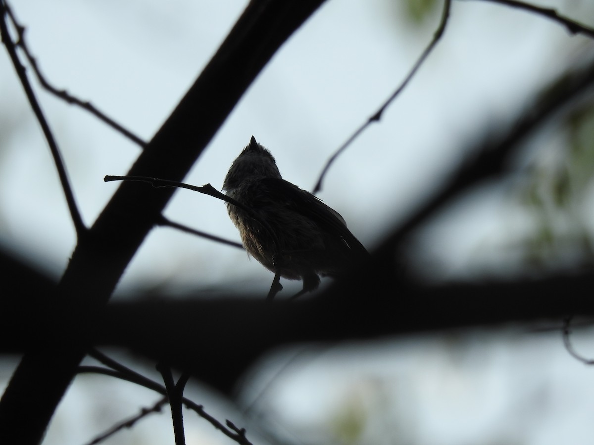 Long-tailed Tit - ML589232691