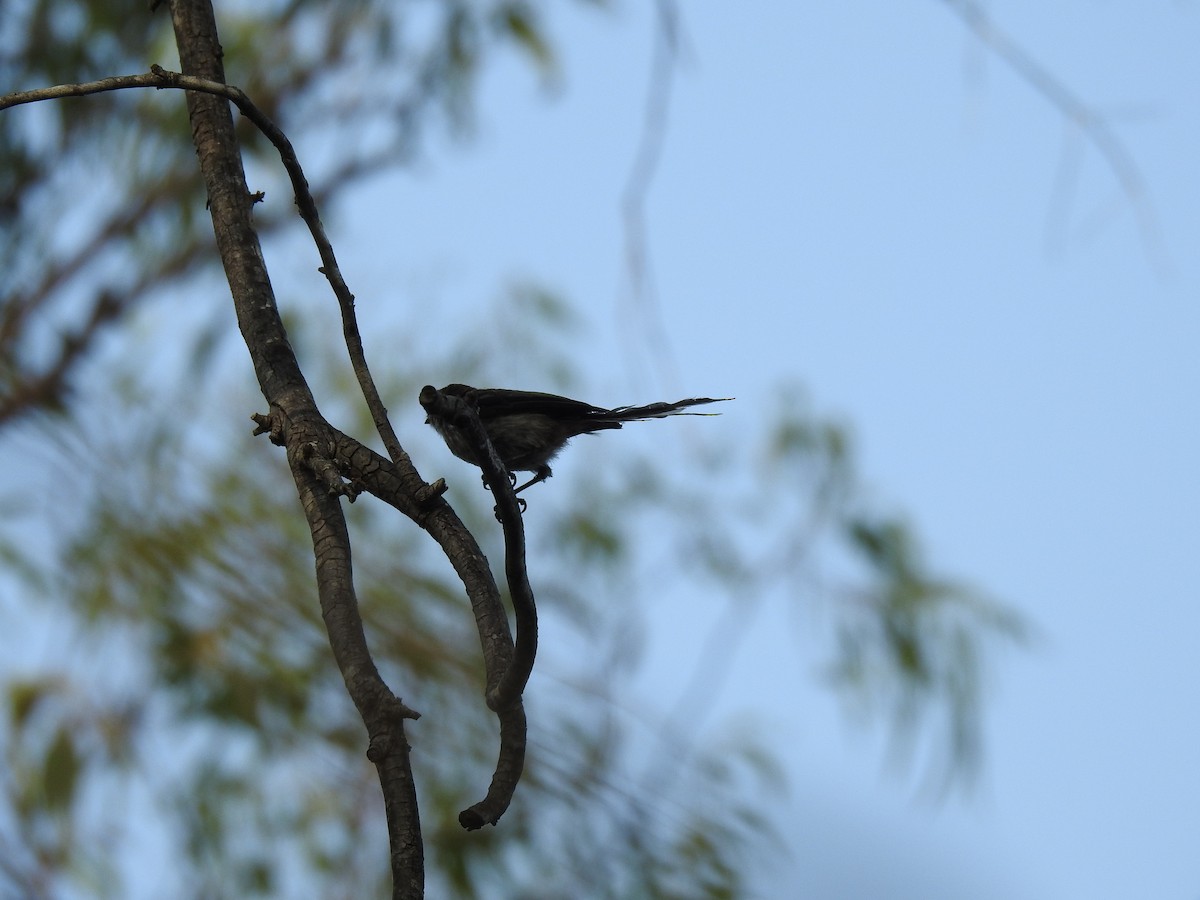 Long-tailed Tit - ML589232741