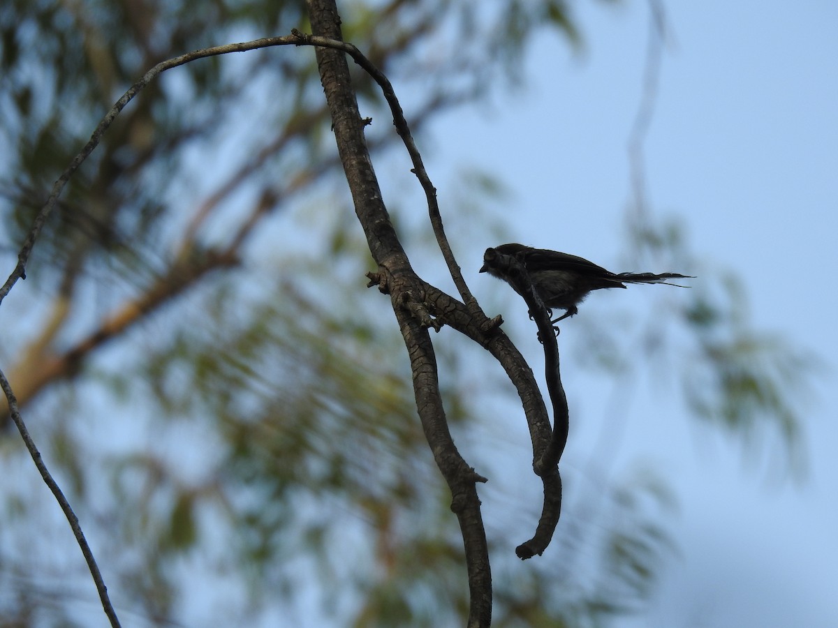 Long-tailed Tit - ML589232791