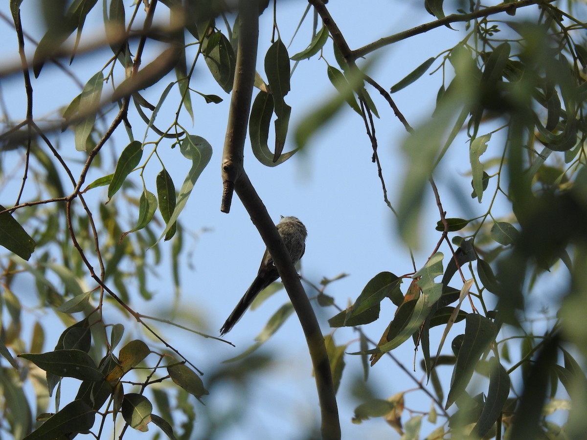 Long-tailed Tit - ML589232811