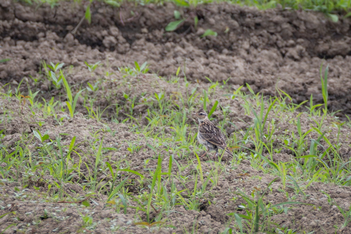 Eurasian Skylark (Far Eastern) - ML589233291