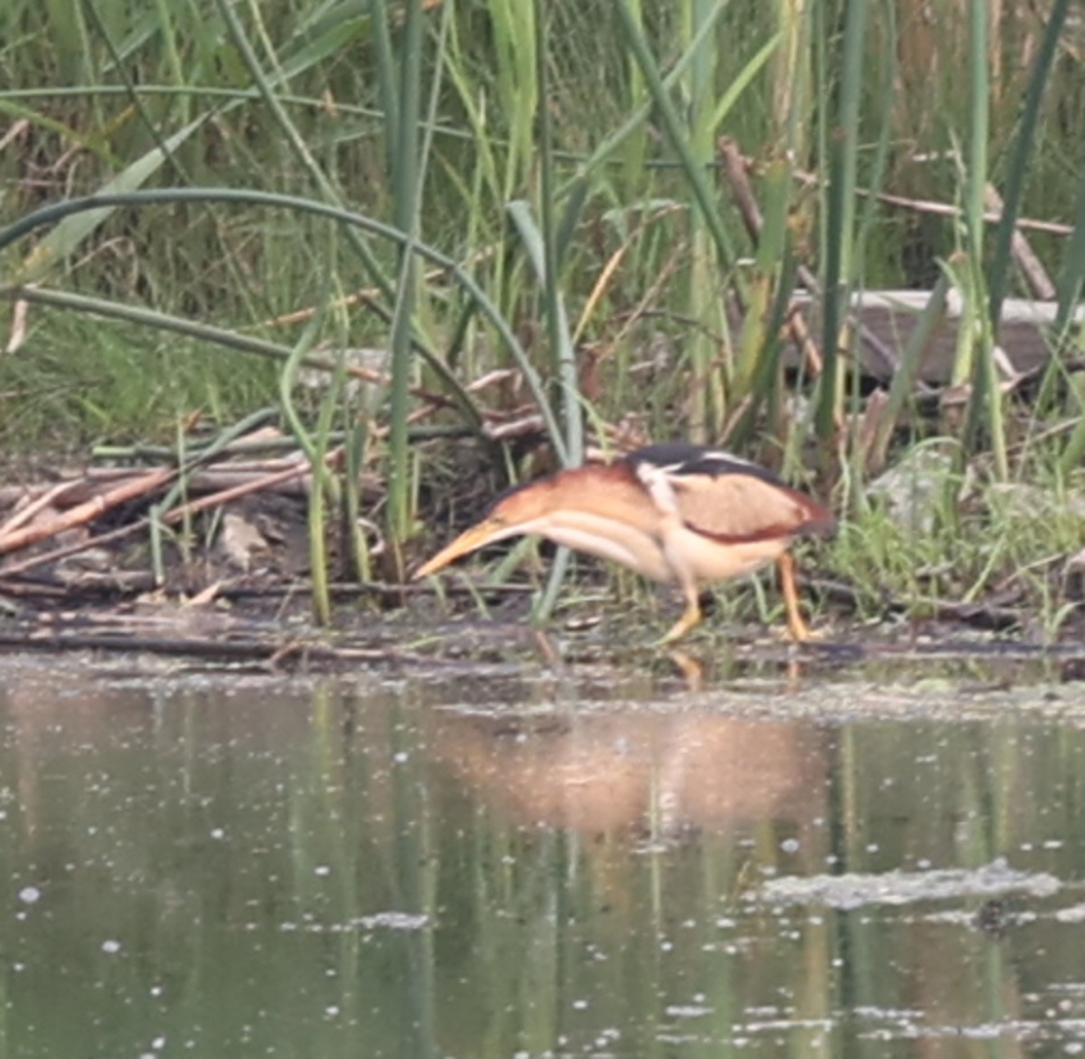 Least Bittern - Leo Weiskittel