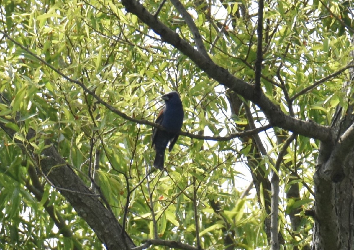 Blue Grosbeak - ML589234801