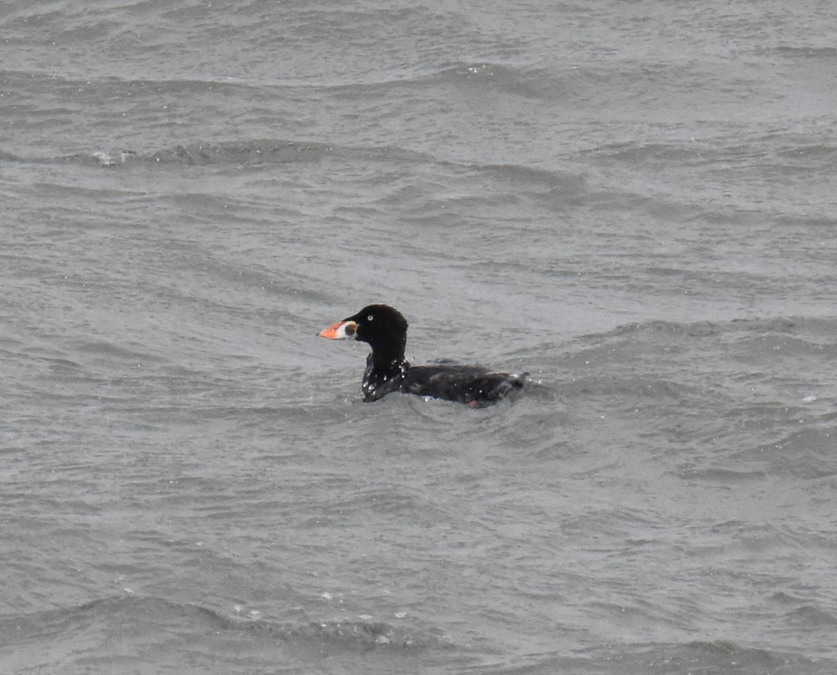 Surf Scoter - ML589235151