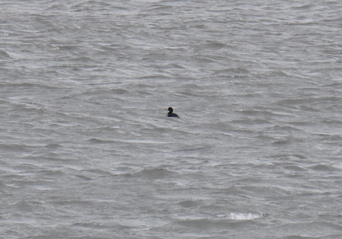 Black Scoter - ML589235191