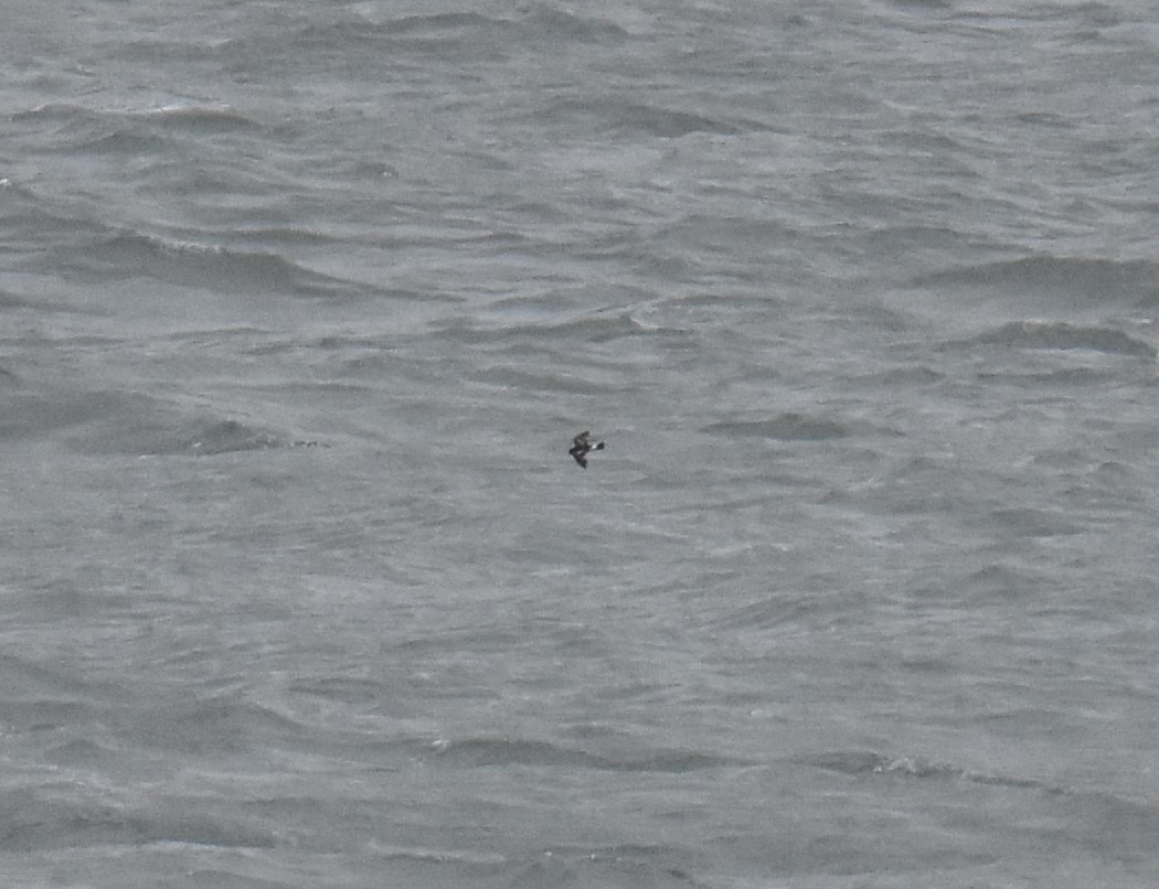 Wilson's Storm-Petrel - ML589235321