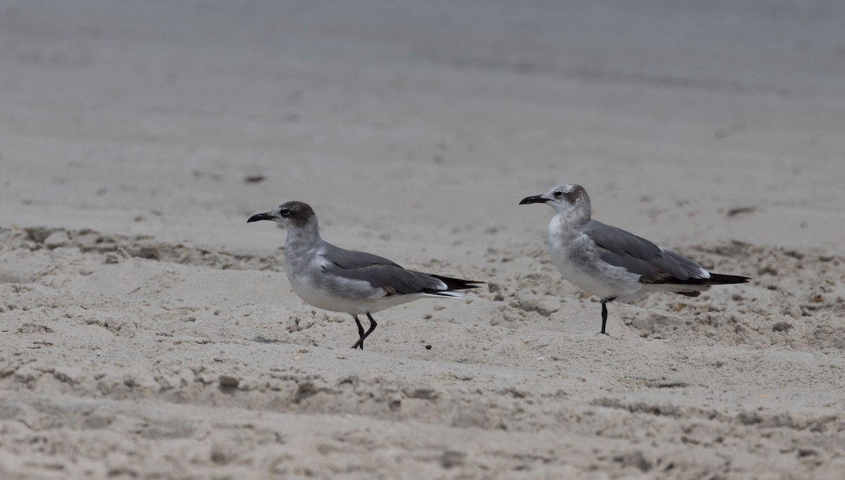 Laughing Gull - ML589236531