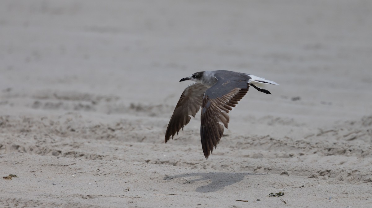 Laughing Gull - ML589236601