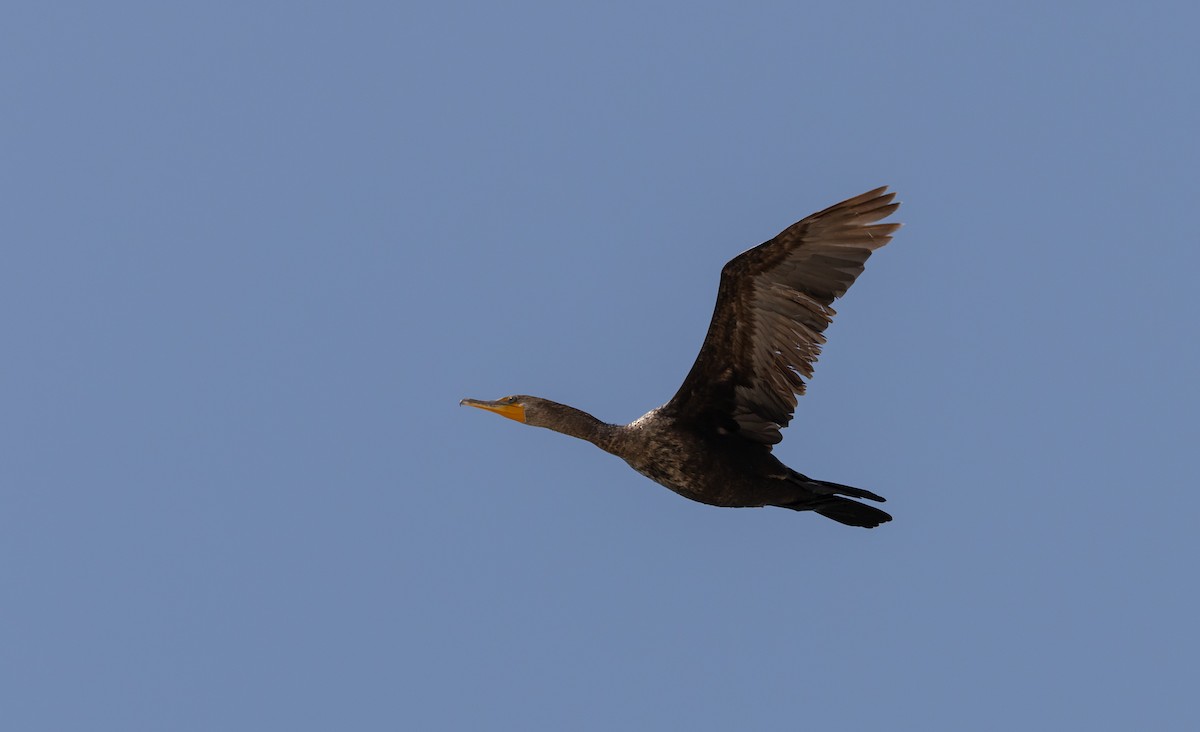 Double-crested Cormorant - ML589236921