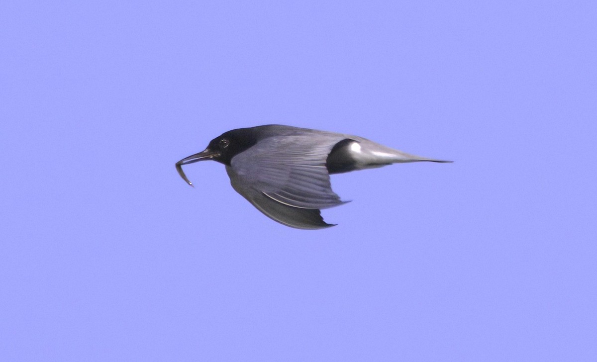 Black Tern - ML589237221