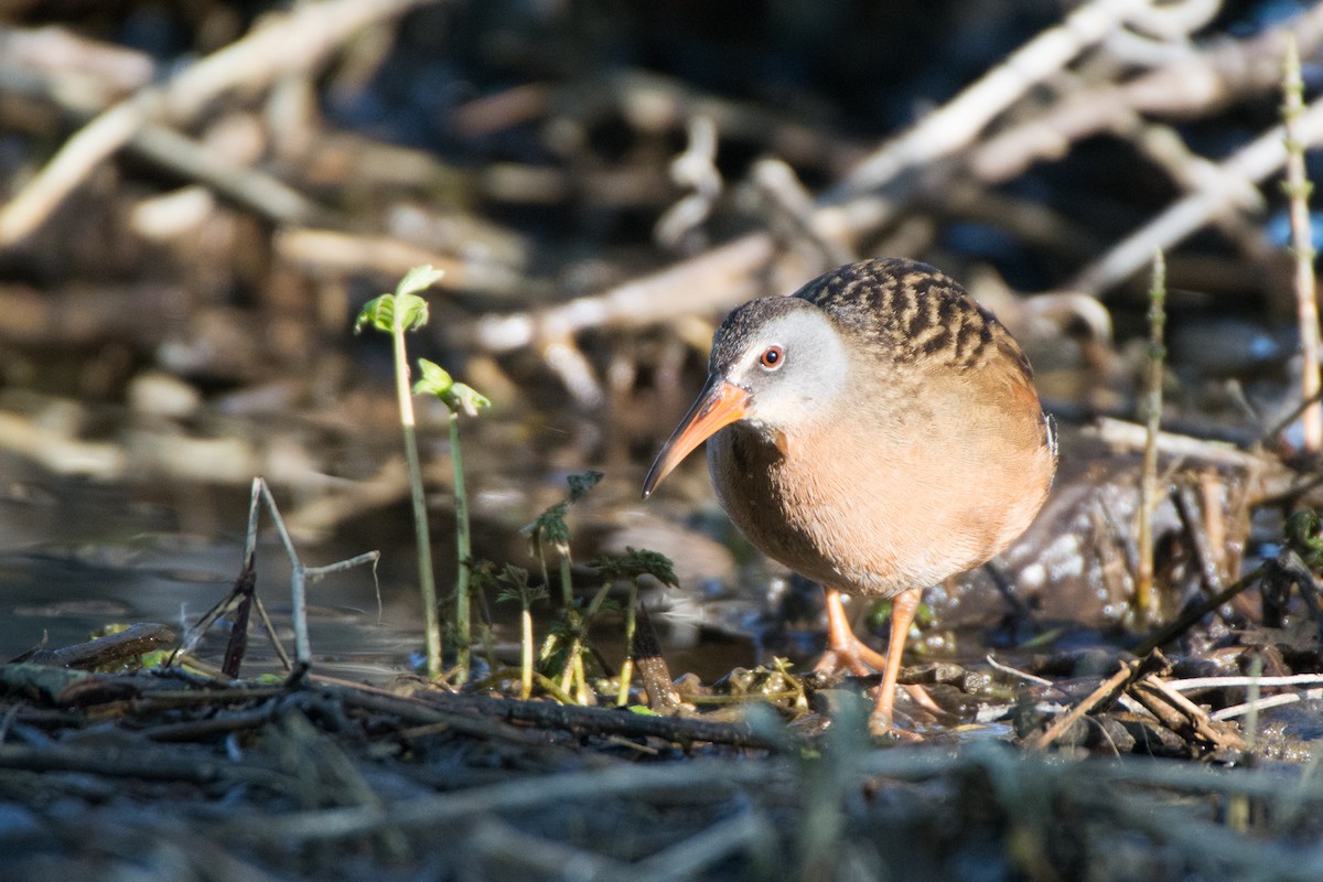 Virginia Rail - ML58923761