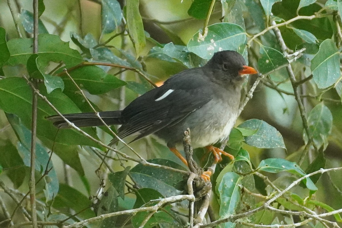 White-chinned Thrush - Emily Hjalmarson