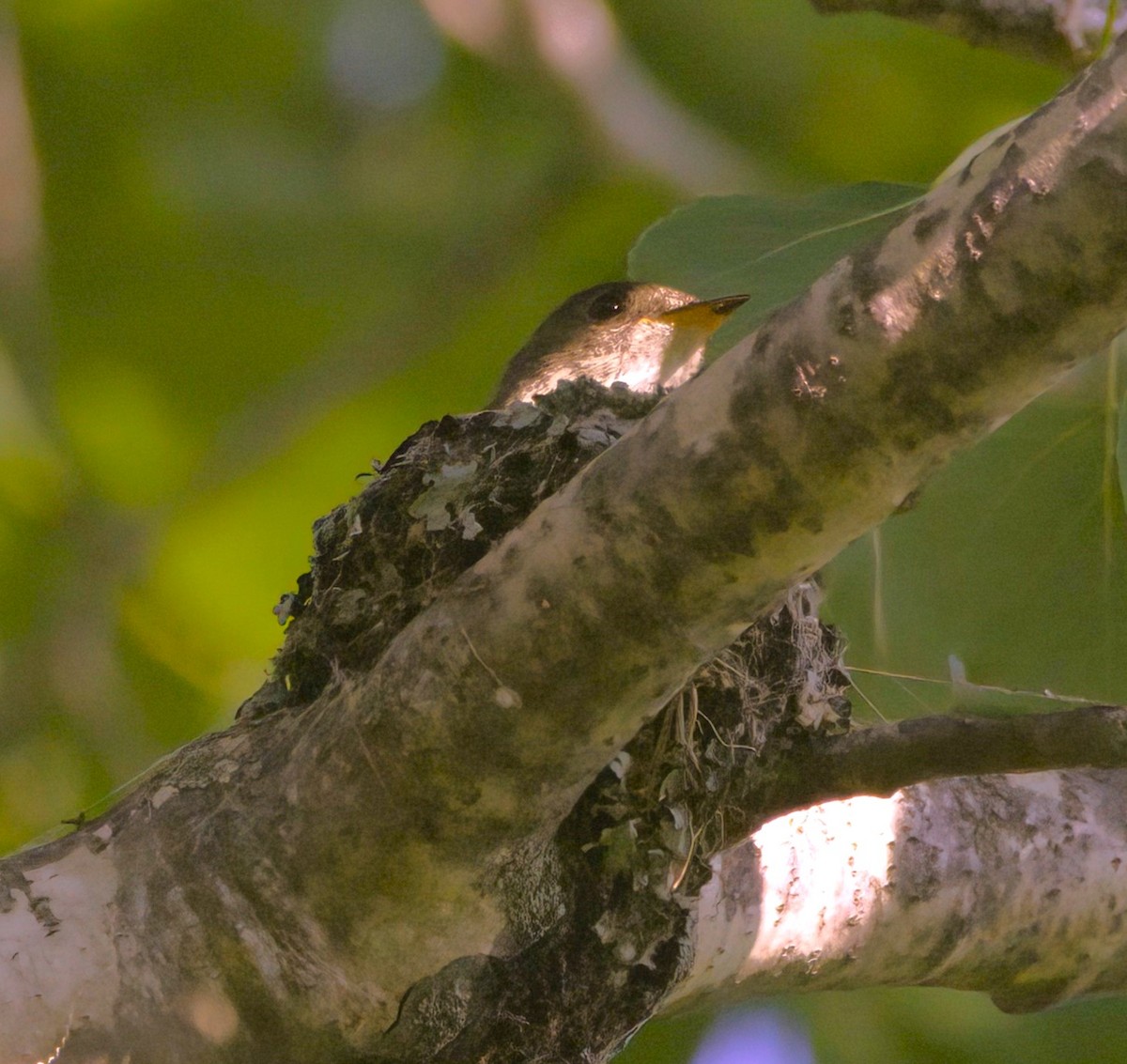 Least Flycatcher - ML589238031