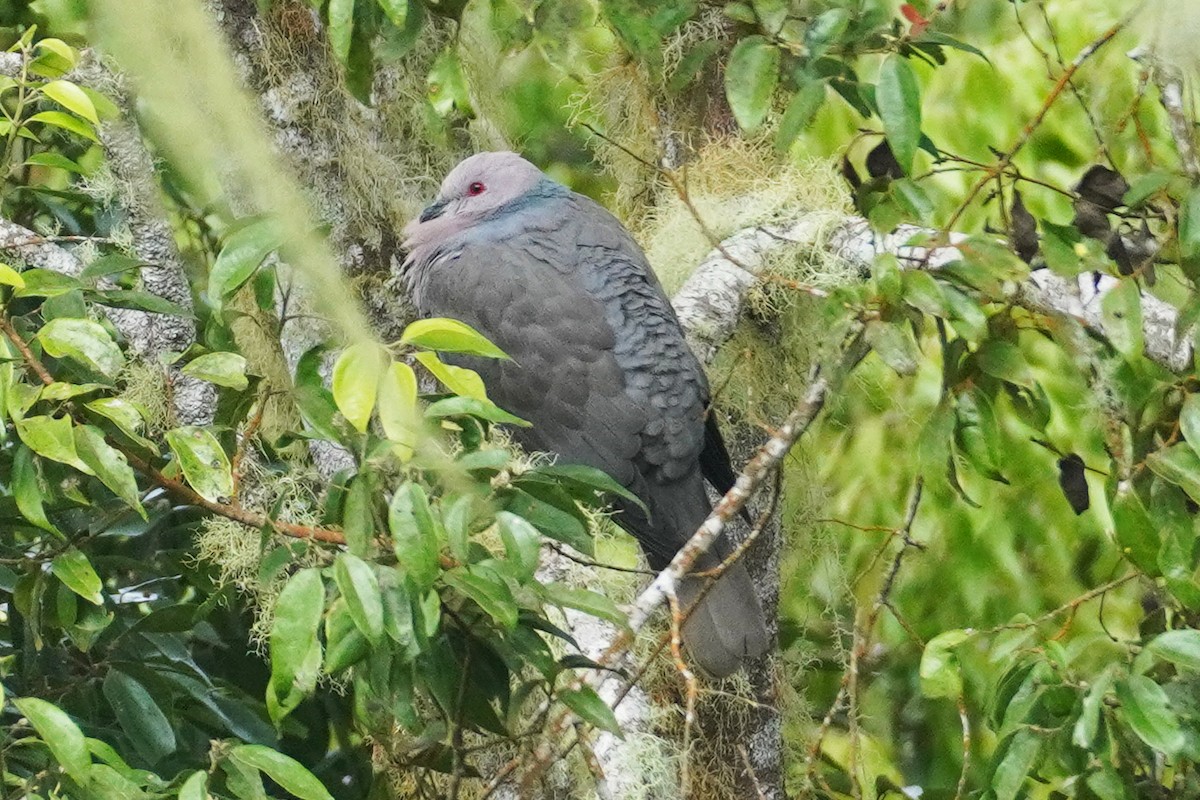 Ring-tailed Pigeon - Emily Hjalmarson