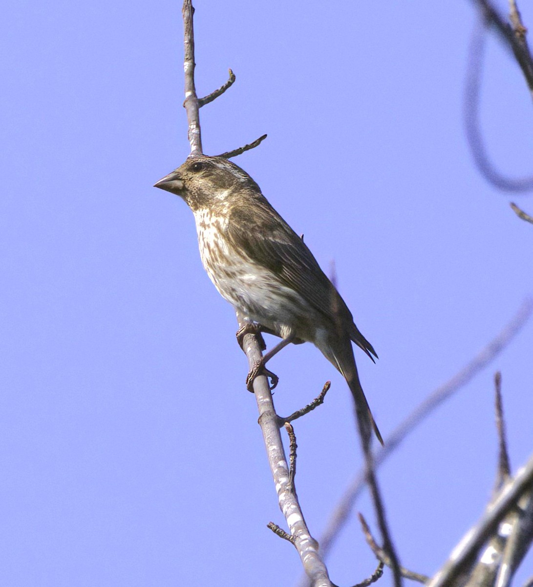 Purple Finch - ML589238461