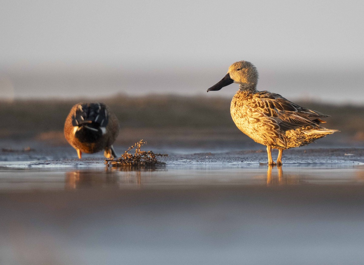 Red Shoveler - Luciano Massa