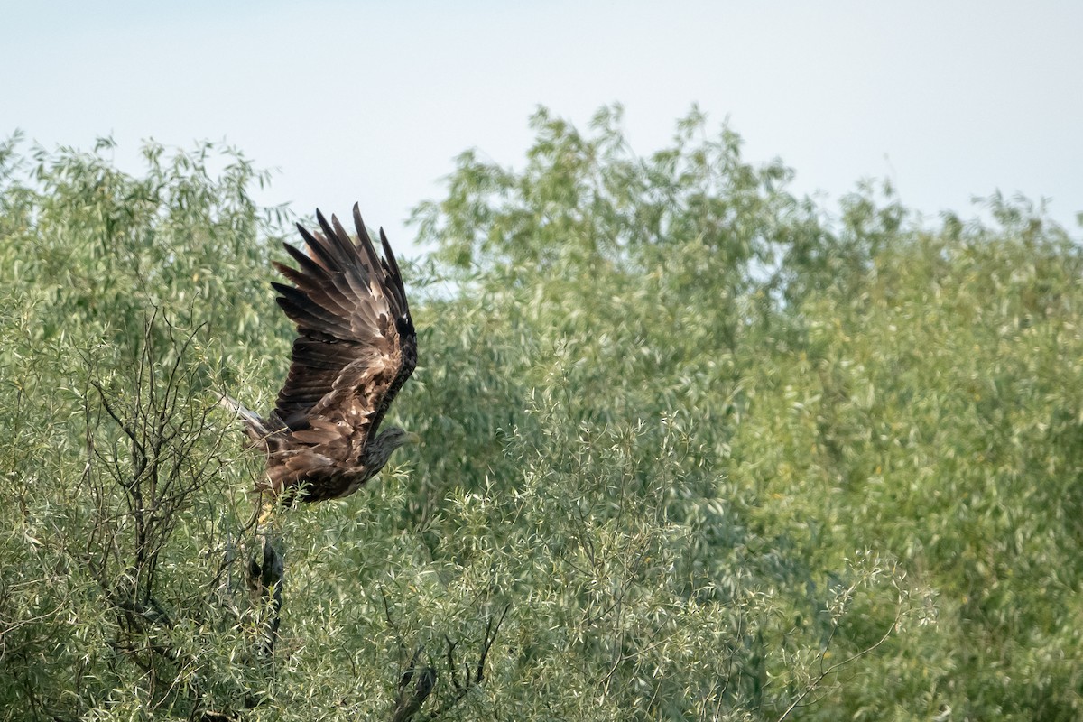 White-tailed Eagle - ML589239181