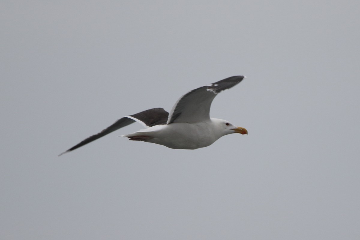 Great Black-backed Gull - Kenny Benge