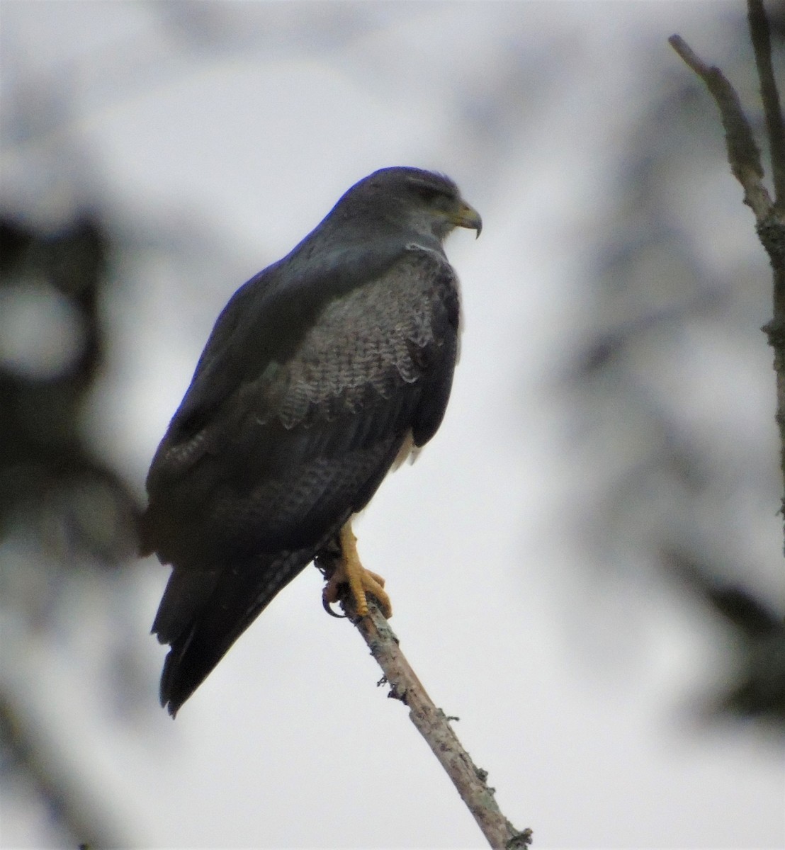 Black-chested Buzzard-Eagle - ML589240531