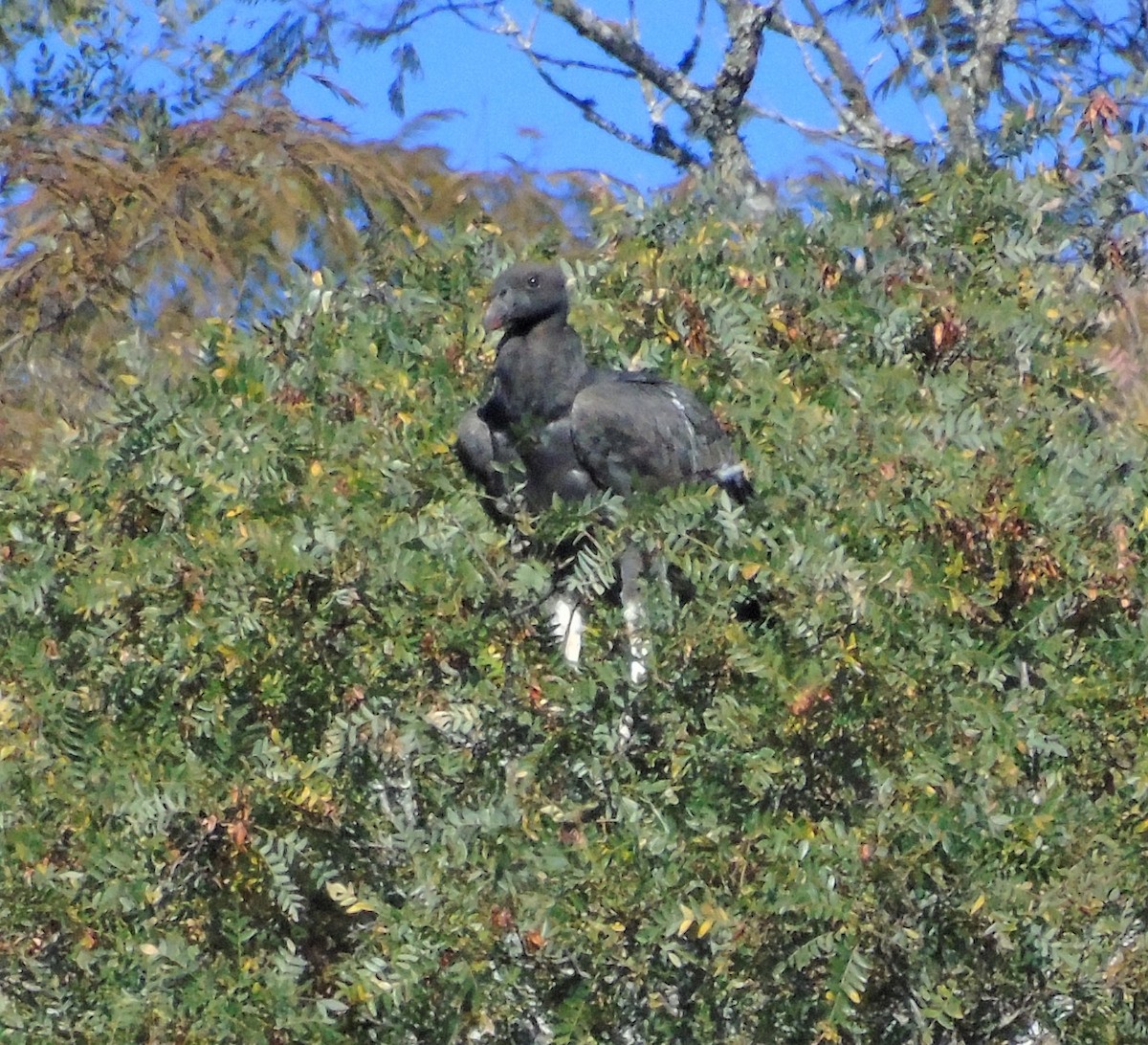 King Vulture - ML589241111