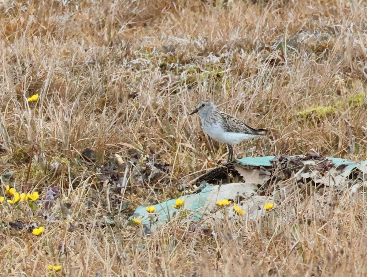 Semipalmated Sandpiper - ML589241171