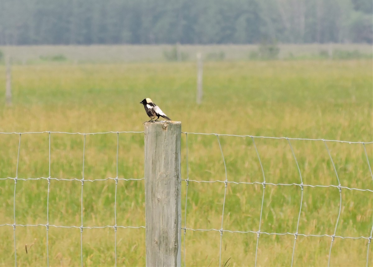 Bobolink - Margaret Reine