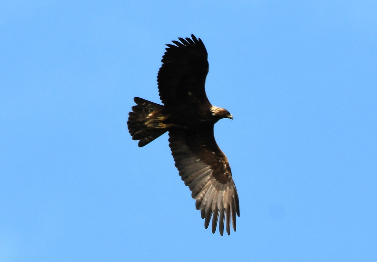 Águila Real - ML589241271