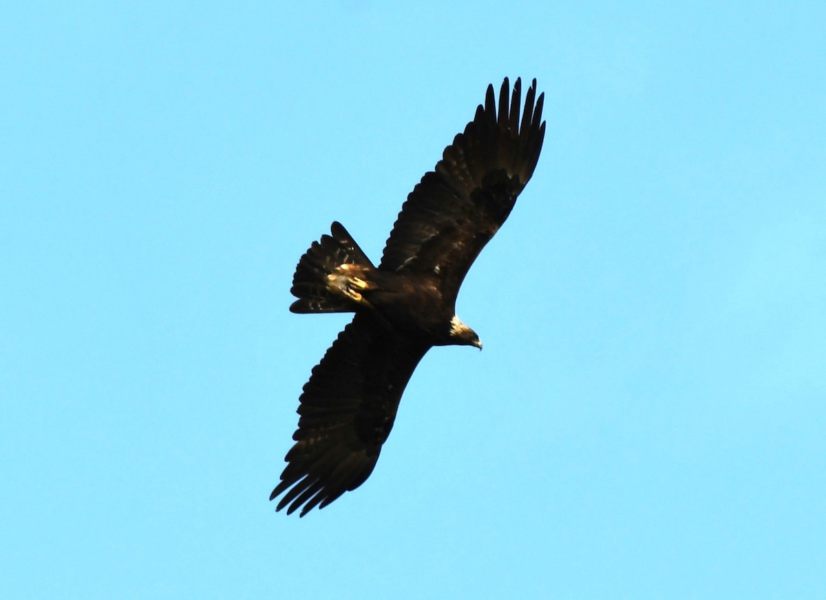 Águila Real - ML589241281