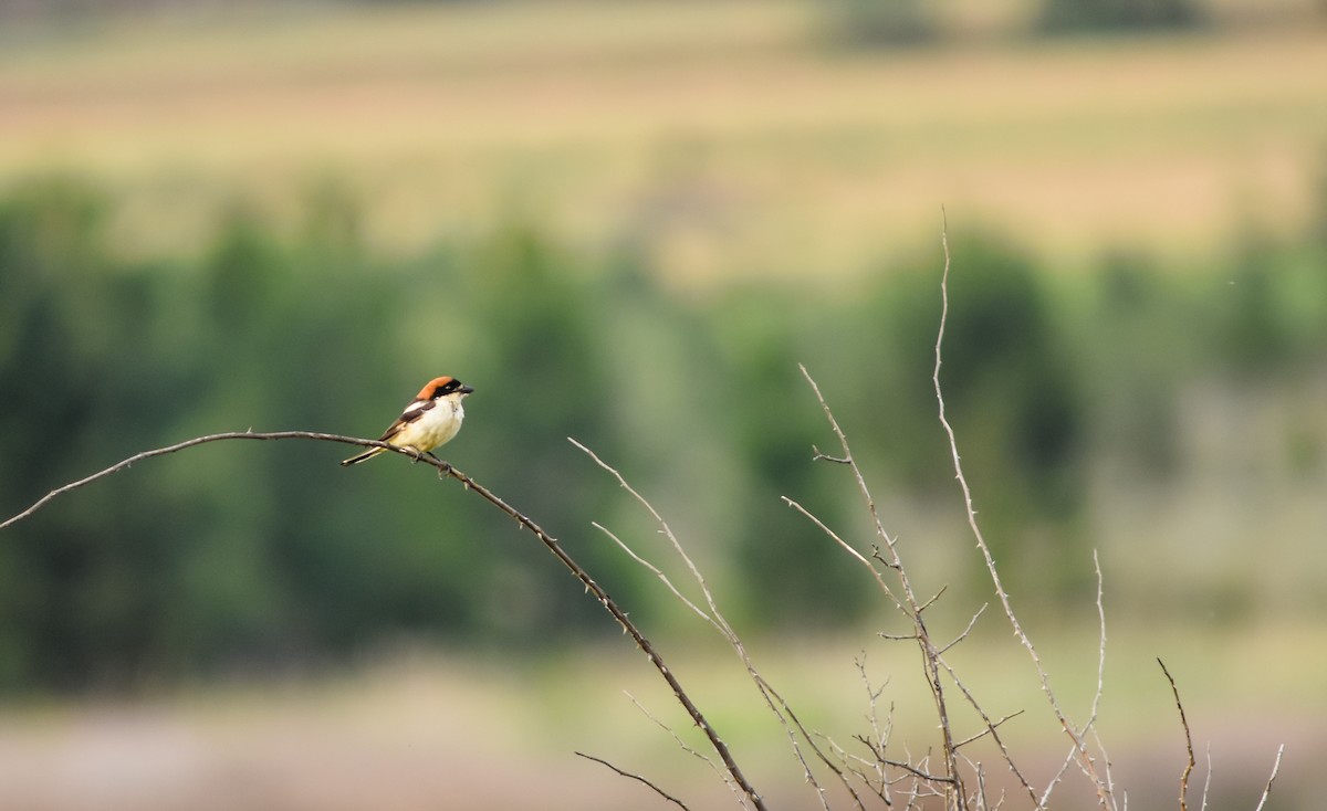 Woodchat Shrike - ML589241731