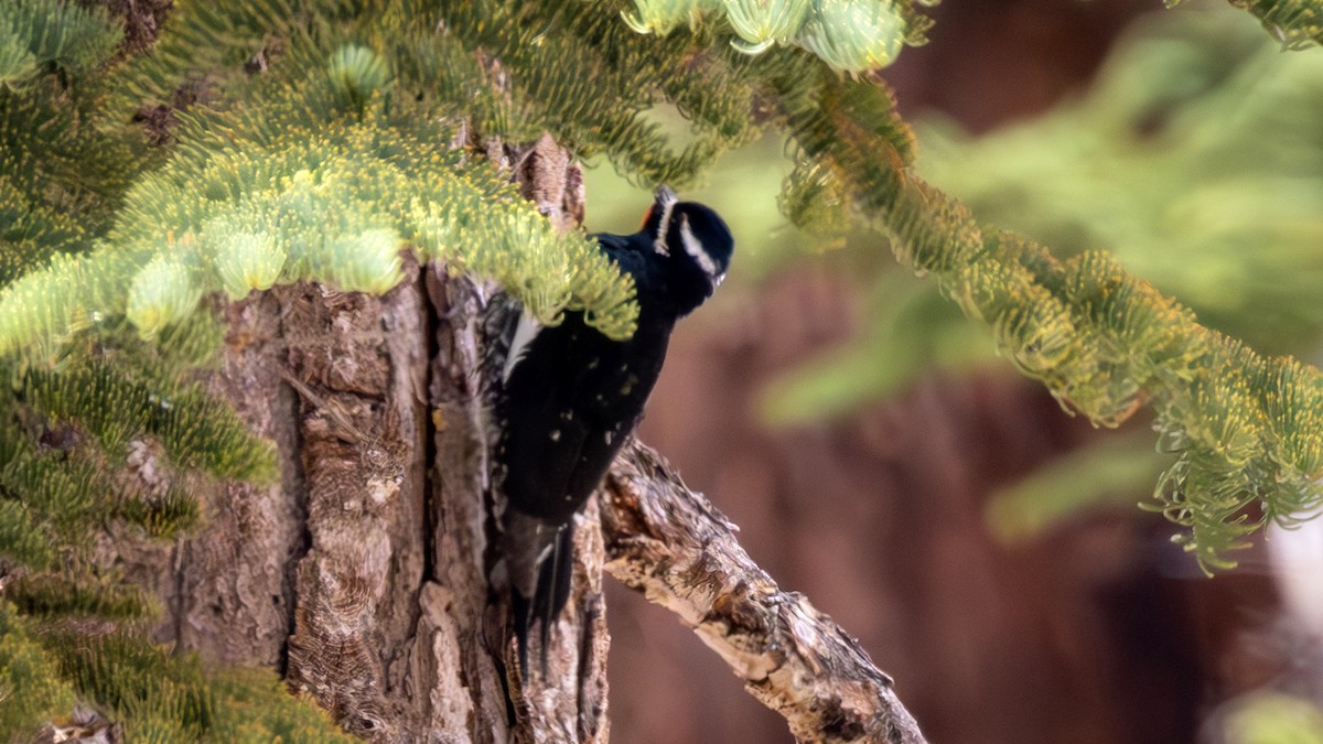 Williamson's Sapsucker - ML589241881