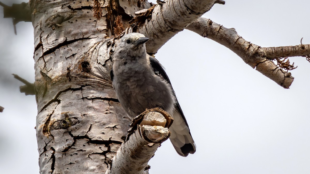 Clark's Nutcracker - ML589241991