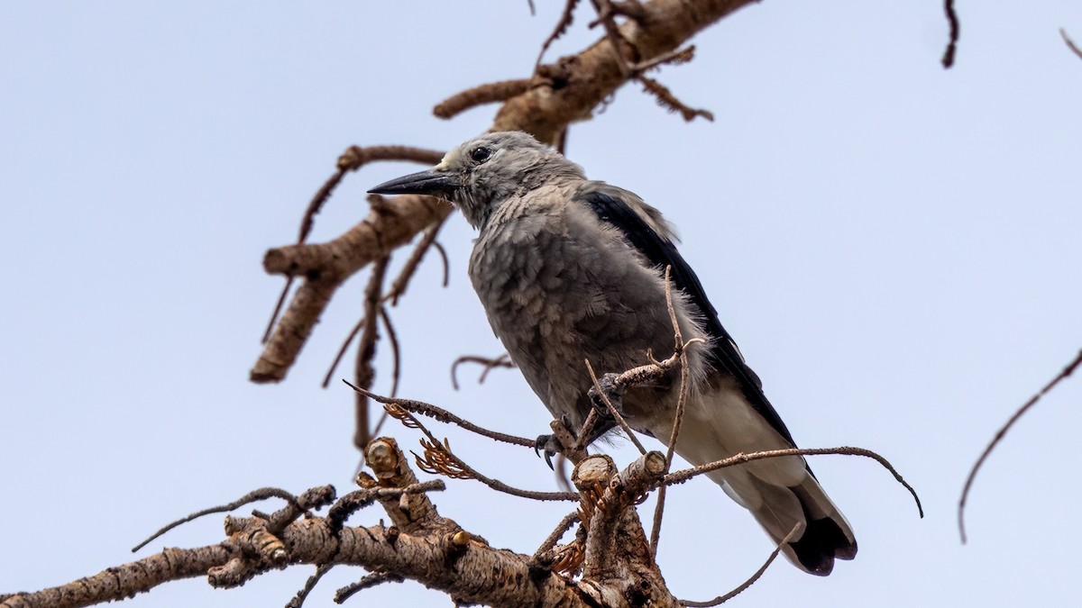 Clark's Nutcracker - ML589242051