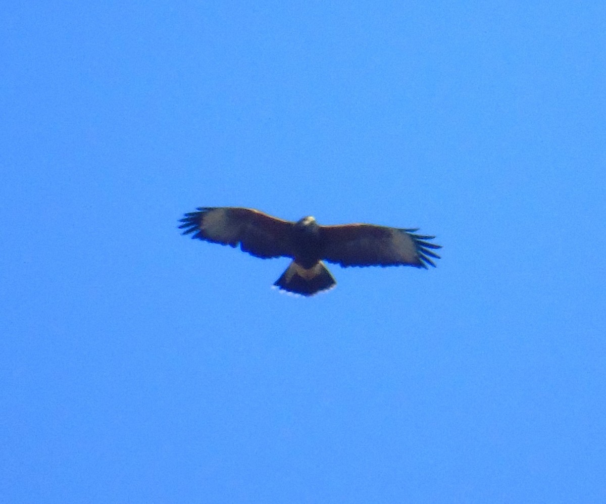 Harris's Hawk - ML589242091