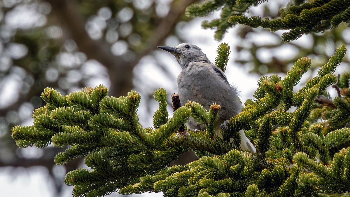 Clark's Nutcracker - ML589242141